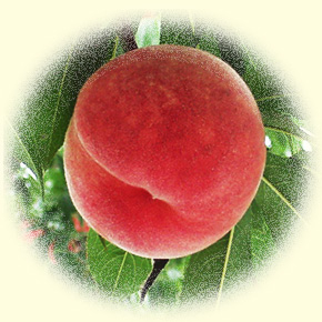 樋口農園のおいしい桃